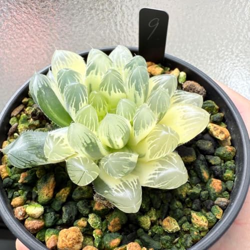 観葉植物 ハオルチア 錦」の人気商品一覧 | 安い商品を通販サイトから